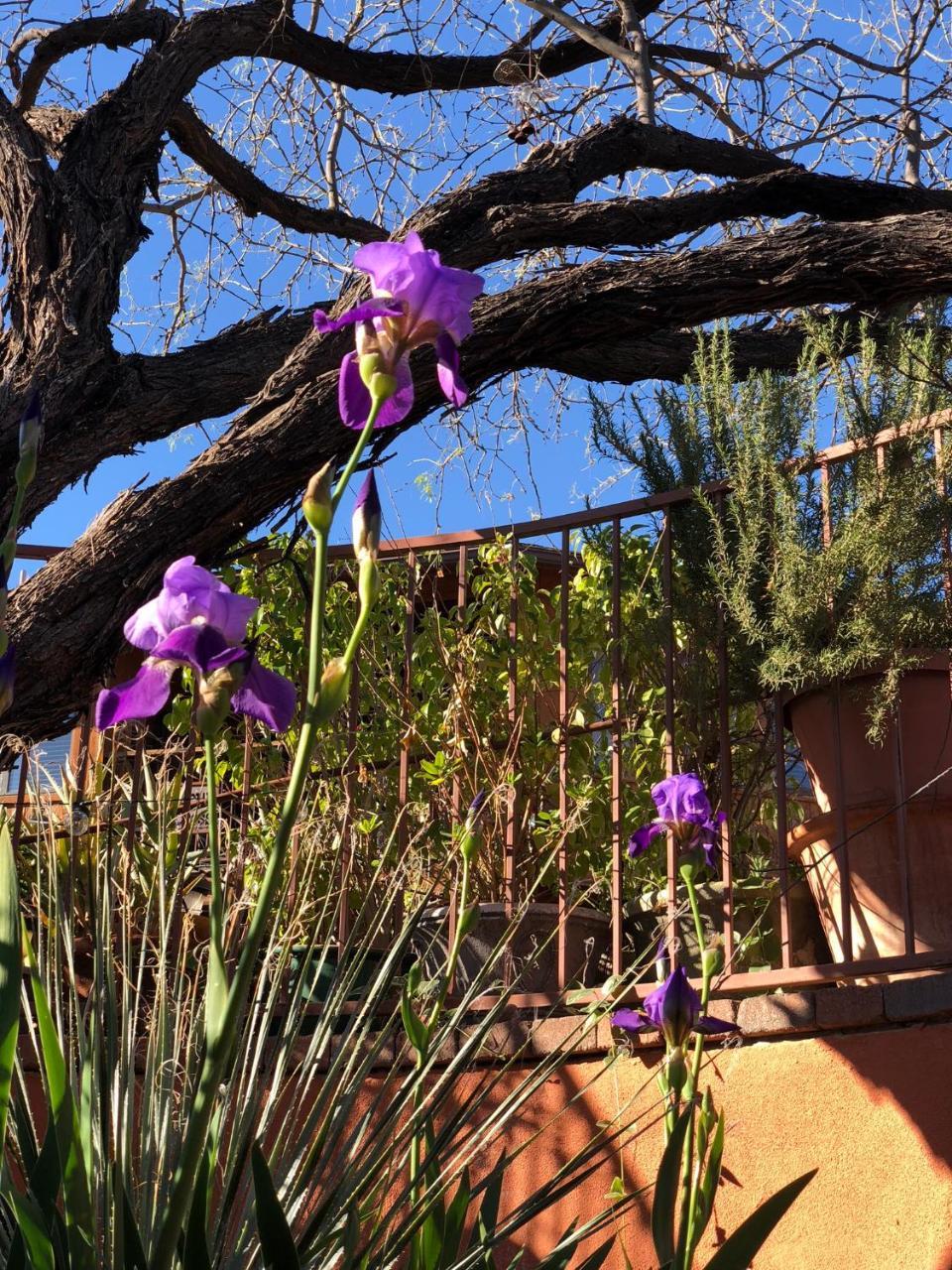 Spur Cross Inn Cave Creek Buitenkant foto